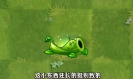 豌豆藤蔓爆料视频在线观看,揭秘视频背后的精彩瞬间